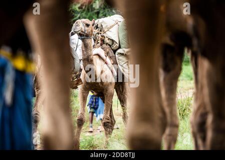 Safari en camello en Sosian Ranch, condado de Laikipia, Kenia