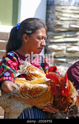 La mujer maya exhibe sus pollos para la venta en el histórico mercado Chichicastenango, conocido como Chichi, en las tierras altas de Guatemala. Ubicado a aproximadamente 2.5 horas de la Ciudad de Guatemala, el comercio en el mercado ha estado ocurriendo desde antes de los conquistadores. El colorido mercado étnico es una celebración de la cultura maya que se celebra todos los jueves y domingos. Foto de stock