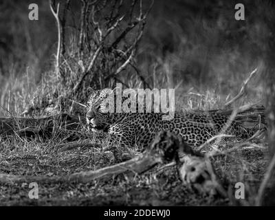 Leopardo descansando en el sol puesta - Parque Kruger