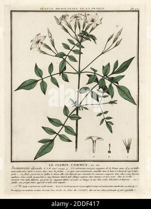 Jazmín (Jasminum officinale). . Le jasmin commun. . El botánico francés  Jean Baptiste François Pierre Bulliard nació alrededor de 1742 en  Aubepierre-en-Barrois (Haute Marne) y murió el 26 de septiembre de 1793