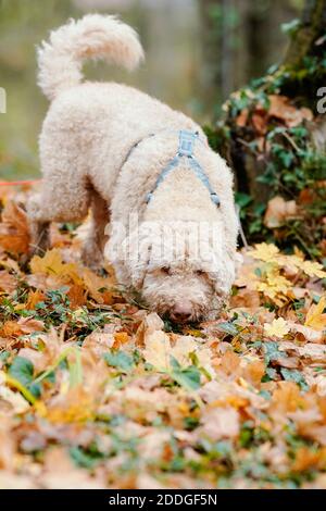 schwetzingen-alemania-25-de-noviembre-de-2020-el-perro-de-trufa-snoopy-un-perro-de-agua-italiano-de-ocho-anos-busca-trufas-en-el-jardin-del-castillo-en-el-castillo-de-schwetzingen-los-palacios-y-jardines-del-estado-quieren-incluir-hongos-que-viven-en-simbiosis-con-los-arboles-en-la-lucha-contra-las-consecuencias-del-cambio-climatico-en-el-jardin-del-castillo-de-schwetzingen-con-la-ayuda-de-un-perro-de-trufa-la-ocurrencia-de-los-hongos-debe-ser-determinada-credito-uwe-anspach-dpa-alamy-live-news-2ddgf5n.jpg