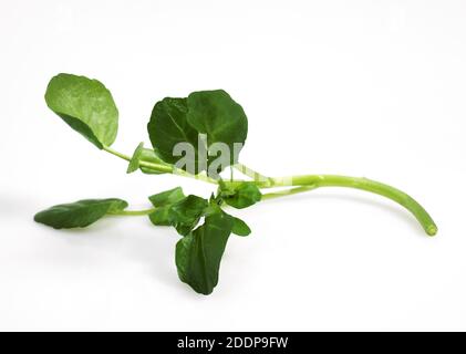 Ensalada de berros, Nasturtium officinale, hojas contra el fondo blanco. Foto de stock