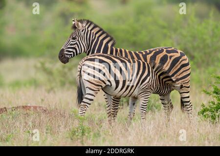 Burchell's Zebra (Equus quagga burchellii), vista lateral de una mujer adulta amamantando a su hija, Mpumalanga, Sudáfrica Foto de stock