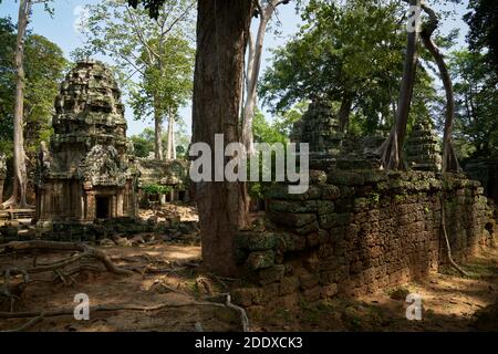 Ta Prohm es el nombre moderno del templo en Siem Reap, construido en el estilo Bayón en gran parte a finales del siglo 12 originalmente llamado Rajavihara. Foto de stock