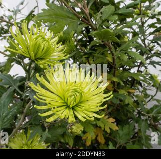 Chrysantemo Anastasia Green, una variedad verde pálido útil para el arreglo  de flores. Dendrantema Anastasia Verde. Araña crisantemo Anastasia Verde  Fotografía de stock - Alamy