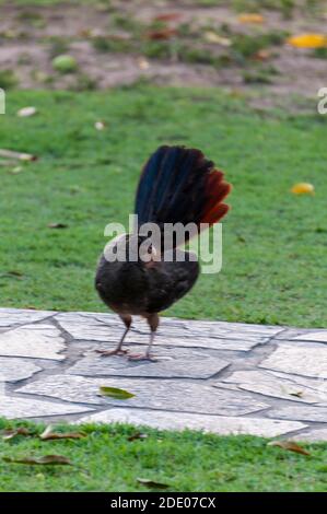 Un macho Chaco chachalaca un p jaro nativo de Am rica del Sur