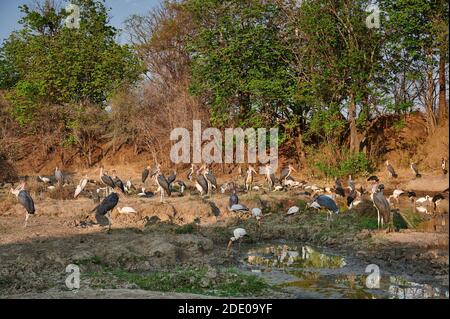 Varias aves de cigüeña, cigüeña marabou cigüeña amarilla, Parque Nacional Luangwa del Sur, Mfuwe, Zambia, África Foto de stock