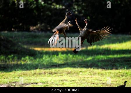 Un par de chachalacas macho del Chaco en una pelea. Son aves