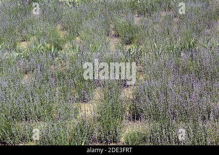 Lavandula angustifolia lleno campo en flor Foto de stock
