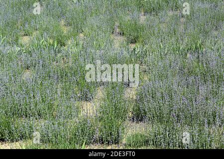 Lavandula angustifolia lleno campo en flor Foto de stock