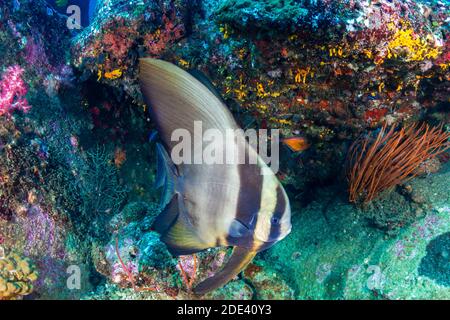 Bate fish en un arrecife de coral tropical en la isla Koh Tachai, Tailandia Foto de stock