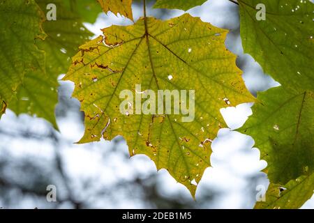 El otoño vibes como una hoja de Sycamore estadounidense (Platanus occidentalis) cambia de color un poco antes que sus neigbors. Raleigh, Carolina del Norte. Foto de stock