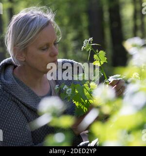 Mostaza de ajo, Ajo de Hedge, Jack-by-the-Hedge (Alliaria petiolata), mujer cosechando mostaza de ajo en un bosque, Alemania