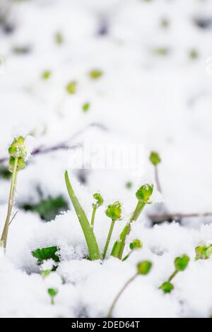 Heladas primaverales: Hierba y flores bajo la nieve, enfoque selectivo, profundidad de campo poco profunda Foto de stock