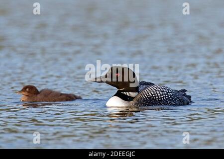 loon común / gran buceador del norte (Gavia immer) padre en la cría de plomería nadar con pollito en el lago en verano Foto de stock