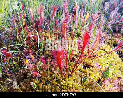 Planta carnívora Drosera anglica, sundew inglés o gran sundew en gotas de rocío que crecen en los pantanos de la taiga septentrional. Primer plano, enfoque selectivo