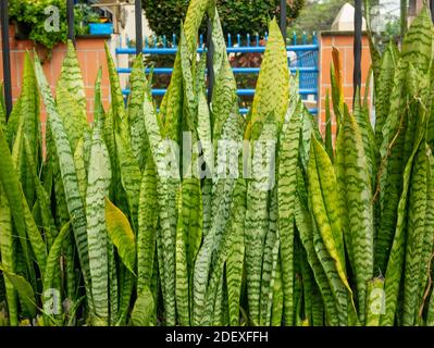 Dracaena trifasciata, comúnmente conocida como la planta de la serpiente, la espada de San Jorge, la lengua de la suegra y el arco de Viper Hemp, Foto de stock