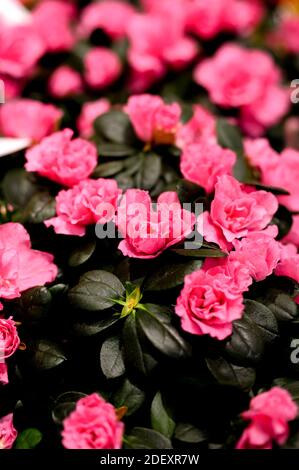 Flores de Azalea rosa en flor de cerca en la tienda de flores Foto de stock