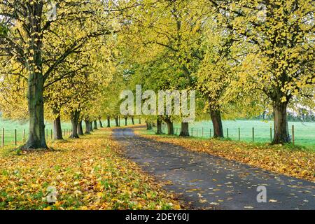 Avenida de los árboles de haya de otoño con coloridas hojas amarillas, Newbury, Berkshire, Inglaterra, Reino Unido, Europa