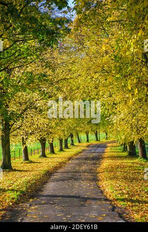 Avenida de los árboles de haya de otoño con coloridas hojas amarillas, Newbury, Berkshire, Inglaterra, Reino Unido, Europa
