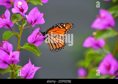 Mariposa monarca en la planta de Bougainvillea rosa