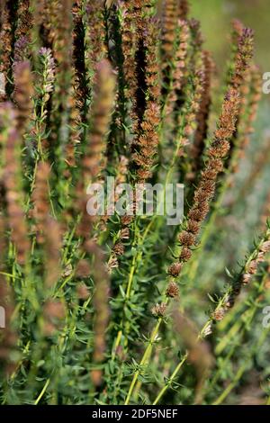 Semillas de flores . Lavanda. Lavanda, Dulce Pasado De Moda. Un bien  conocido, dulce perfumado, perenne y resistente que lleva palangreros de  flores azules. PKT., 100 semillas, 3 cts. MARAVILLA DEL PERÚ (