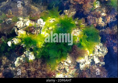 La lechuga de mar (Ulva lactuca) es una alga verde comestible. Clorofita. Ulvales. Ulvaceae. Cabo Creus, Girona, Cataluña, España. Mar Mediterráneo.