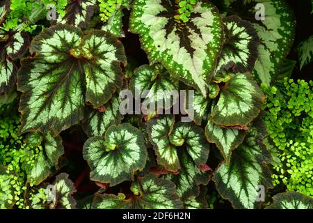 Begonia escargot fotografías e imágenes de alta resolución - Alamy