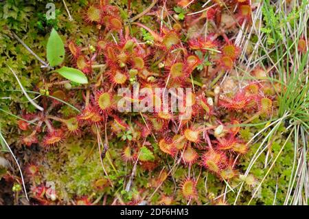 Sundew común o sundew de hoja redonda (Drosera rotundifolia) es una planta carnívora con una distribución circunboreal pero presente en las montañas de