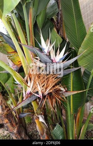 Ave del Paraiso gigante Planta Fotografía de stock - Alamy