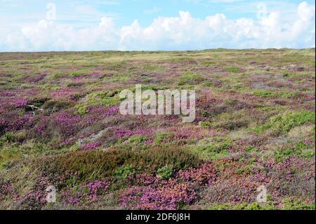 Bell Heather (Erica cinerea) es un arbusto nativo de Europa occidental desde España hasta Noruega. Esta foto fue tomada en Losmarchs, Bretaña, Francia.