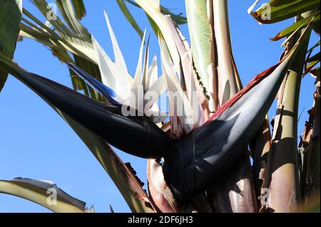 Ave del Paraiso gigante Planta Fotografía de stock - Alamy