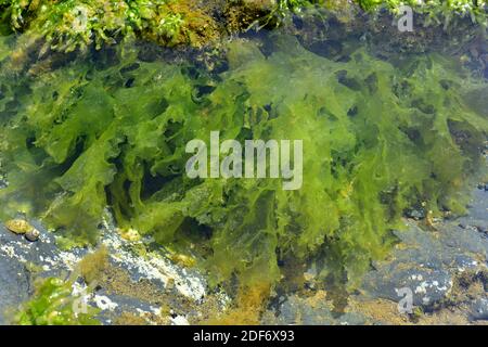 La lechuga de mar (Ulva lactuca) es una alga verde comestible. Esta foto fue tomada en Cap Ras, provincia de Girona, Cataluña, España.