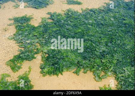 La lechuga de mar (Ulva lactuca) es una alga verde comestible. Esta foto fue tomada en la Reserva de la Biosfera del Delta de L'Ebre, provincia de Tarragona, Cataluña, España.