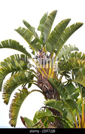 Ave del Paraiso gigante Planta Fotografía de stock - Alamy