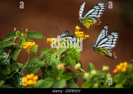 Mariposas Jezabel comunes (Delias euchariis) que se cimaban en las flores de lantana (Verbenaceae) en un parque en Mumbai, India.