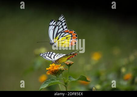 Mariposas Jezabel comunes (Delias euchariis) que se cimaban en las flores de lantana (Verbenaceae) en un parque en Mumbai, India.