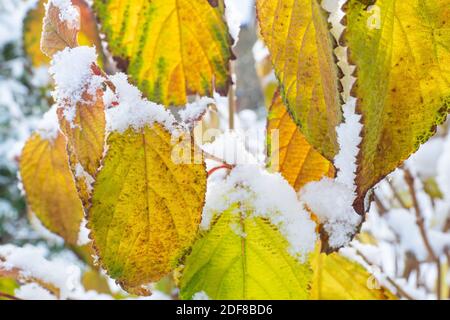 Frosty colorido hojas de otoño Foto de stock