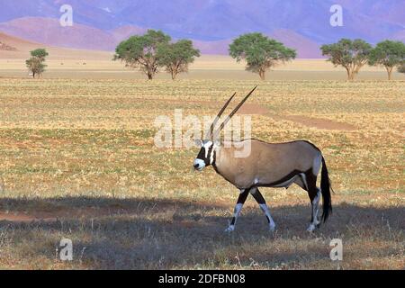 Un Gemsbok solitario, o Oryx sudafricano (Oryx gazella) a primera hora de la mañana en la Reserva Natural de NamibRand, región de Hardap, Namibia Foto de stock