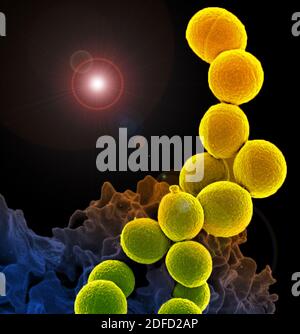 Micrografía electrónica de barrido coloreada de un glóbulo blanco que interactúa con una cepa resistente a antibióticos de la bacteria Staphylococcus aureus. Crédito Foto de stock