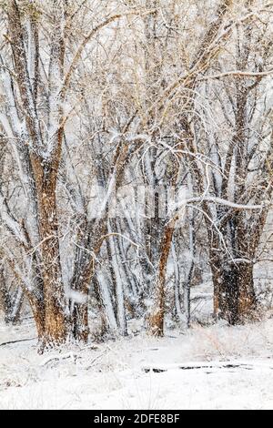 Fremont Cottonwood Trees in November Snow Storm; Vandaveer Ranch; salida; Colorado; USA Foto de stock