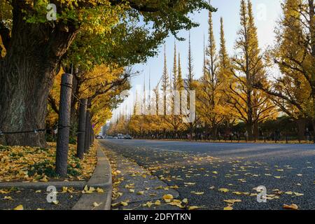 Una línea de los árboles de Ginkgo dorado se alinean Jingu Gaien Ginkgo Avenue en Tokio, Japón, en la temporada de otoño.
