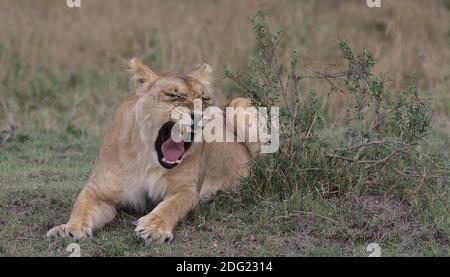 león sentado en hierba, abriendo boca de ancho, bostezando y mostrando dientes en la salvaje kenia masai mara Foto de stock