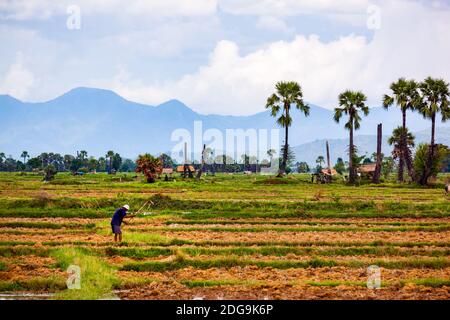 Vista del agricultor tailandés que trabaja en el arrozal Foto de stock