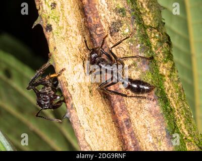 Bullet o Conga Ants (Paraponera clavata) en la selva, cerca de Puerto Quito i oeste de Ecuador. Foto de stock