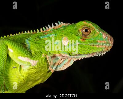 Iguana verde juvenil (iguana iguana) En la selva tropical baja cerca de Puerto Quito en el oeste de Ecuador Foto de stock