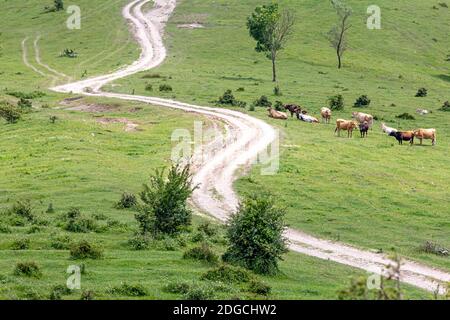 Sinuoso camino de tierra en un valle verde, pastar vacas de ganado Foto de stock