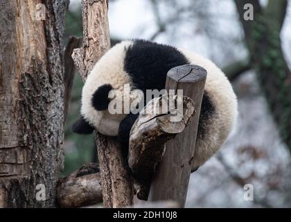 Berlín, Alemania. 9 de diciembre de 2020. Uno de los dos pandas jóvenes duerme en un árbol trepador en su recinto del zoológico. Crédito: Paul Zinken/dpa/Alamy Live News Foto de stock