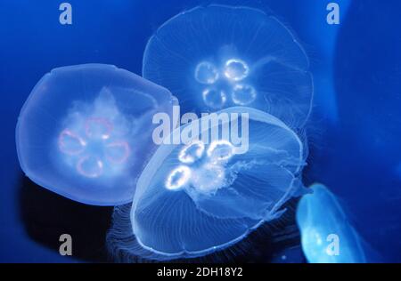 Medusas comunes o medusas de la Luna, aurelia aurita, Australia Foto de stock