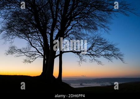 Los árboles de haya se perfilaron contra la puesta de sol con la niebla de última hora de la tarde en Roundway Hill en los Downs de Wessex. Vale de Pewsey, Wiltshire, Inglaterra Foto de stock